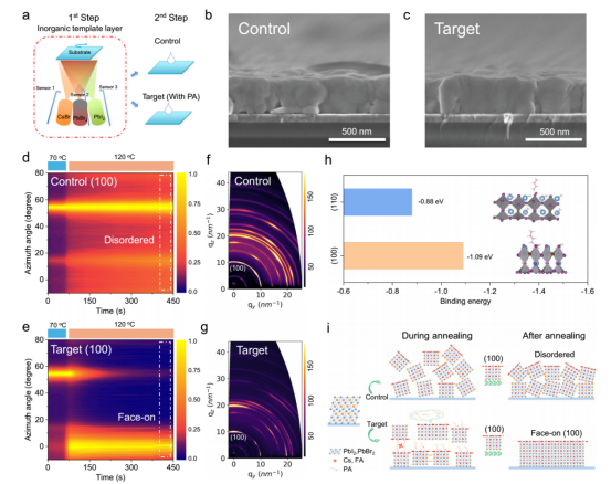 a制备过程示意图;b对照组和 c 目标组薄膜的截面SEM图像;退火过程中 d 对照组和 e 目标组WBG钙钛矿薄膜（100）晶面的原位同步辐射GIWAXS图;f 退火后对照组和 g 目标组薄膜的GIWAXS图;h PA分子在（100）和（110）晶面上的计算结合能;i 退火过程中晶体生长示意图