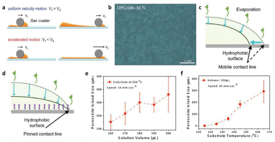（a）恒速和恒定加速度刮涂示意图。（b）表面重构的MA₀.₇FA₀.₃PbI₃钙钛矿薄膜的扫描电子显微镜图像。（c）不含LP时墨水液滴在疏水基底上干燥时的收缩及（d）含LP时的钉扎效应示意图。（e）钙钛矿岛尺寸随溶液体积及（f）基底温度的变化曲线
