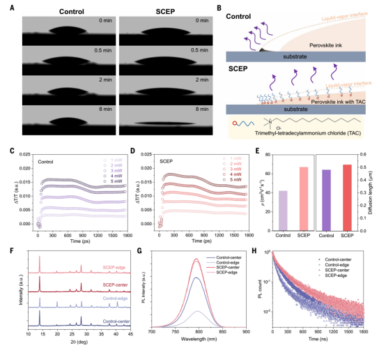 (A) 对照和SCEP钙钛矿墨水液滴的接触角图像;(B) 钙钛矿湿膜溶剂蒸发的示意图;基于太赫兹测量的对照 (C) 和SCEP (D) 钙钛矿薄膜的自由载流子动力学;(E) 基于太赫兹分析的对照和SCEP钙钛矿薄膜的迁移率（左）和扩散长度（右）; (F)XRD图谱; (G)稳态PL光谱 ;(H)  时间分辨PL衰减曲线