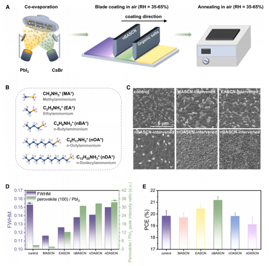 A混合顺序沉积工艺及湿膜干预策略示意图B不同烷基链长的烷基铵硫氰酸盐分子结构C对照组与烷基铵硫氰酸盐干预后钙钛矿薄膜的俯视SEM图像D对照组与烷基铵硫氰酸盐干预后钙钛矿薄膜的衍射峰半高宽（FWHM）及钙钛矿（100）峰与PbI₂峰强度比E对照组与烷基铵硫氰酸盐干预后钙钛矿单结器件的平均功率转换效率