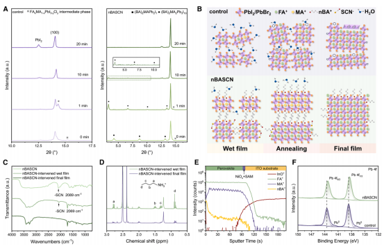 image.png A 对照组与nBASCN干预钙钛矿薄膜在不同退火时间下的XRD图谱,B 有无nBASCN干预下钙钛矿薄膜演化过程示意图C nBASCN原料、nBASCN干预湿膜及最终薄膜的FTIR光谱,D nBASCN干预湿膜与最终薄膜的¹H NMR谱图E 沉积于ITO-NiOₓ/SAM衬底上的nBASCN干预薄膜的ToF-SIMS深度分布,F 对照组与nBASCN干预钙钛矿薄膜的Pb元素XPS谱图