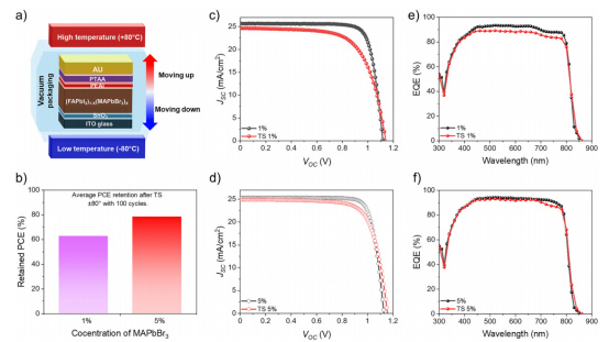 (a)经受热冲击测试的完整钙钛矿太阳能电池器件示意图。(b)热冲击后1%和5% MAPbBr₃样品的平均PCE保持率。(c) 1%和(d) 5% MAPbBr₃器件在热冲击前后的反向扫描J-V特性曲线。(e) 1%和(f) 5%MAPbBr₃器件在热冲击前后的外量子效率谱