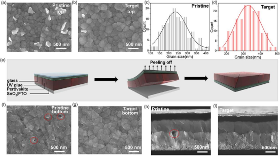(a) 原始钙钛矿和 (b) 目标钙钛矿薄膜的顶表面 SEM 图像。(c,d) 分别为从 (a) 和 (b) 中提取的晶粒尺寸统计直方图及高斯分布拟合。(e) 用于埋底界面研究的剥离过程示意图。(f) 原始钙钛矿和 (g) 目标钙钛矿的埋底界面 SEM 图像。基于 (h) 原始钙钛矿和 (i) 目标钙钛矿的 PSCs 截面 SEM 图像