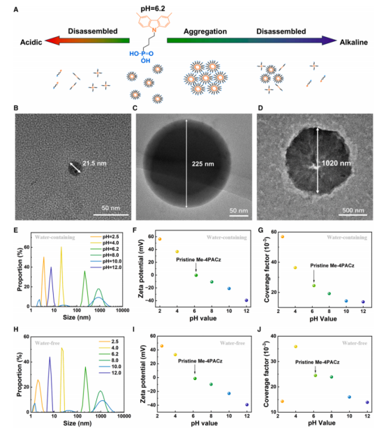 （A）示意图显示pH对Me-4PACz聚集的影响。代表性Me-4PACz胶体的TEM图像，分别来自（B）酸性（pH = 4.0）、（C）原始（pH = 6.2）和（D）弱碱性（pH = 8.0）溶液。pH对（E和H）胶体尺寸分布以及（F和I）Me-4PACz前驱体溶液中zeta电位的影响，pH值分别通过含水法（E-G）和无水法（H-J）调节。使用相同的pH调变Me-4PACz前驱体溶液制备的Me-4PACz层的覆盖率因子，分别通过含水法（G）和无水法（J）调节