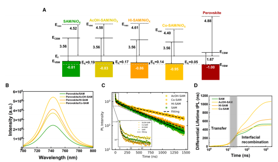 （A）NiOₓ上SAMs和共-SAM与钙钛矿层相比的能级图。（B和C）使用相同条件在各种SAMs上制备的钙钛矿的（B）稳态PL和（C）TRPL。（D）同一样品的微分寿命与时间的关系。