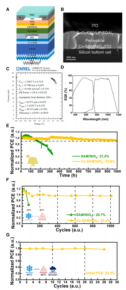 （A）带有减反射涂层的冠军钙钛矿-硅叠层器件示意图和（B）横截面SEM图像。NREL测量的冠军器件的（C）光态J-V和（D）EQE曲线。（E）代表性封装的SAM和共-SAM钙钛矿-硅叠层电池的最大功率点跟踪和（F）IEC 61215标准热循环测试（G）代表性封装的共-SAM钙钛矿-硅叠层电池的IEC 61215湿冻测试。（F）和（G）中的垂直虚线代表IEC 61215要求的最少循环次数