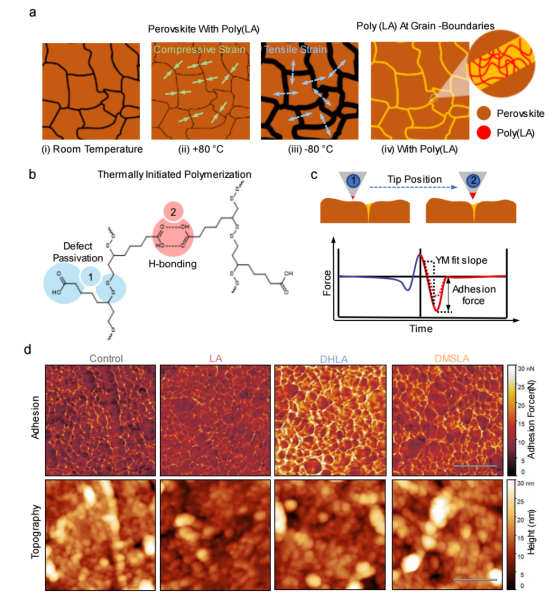a示意图：有/无聚硫辛酸时，钙钛矿多晶在晶界处的热行为差异。b硫辛酸的热聚合及其双重作用：缺陷钝化（1）和聚合物链间氢键（2）。c探针型纳米力学成像原理：1-钙钛矿晶粒，2-富聚硫辛酸的晶界。d空穴传输层界面处的粘附力分布图